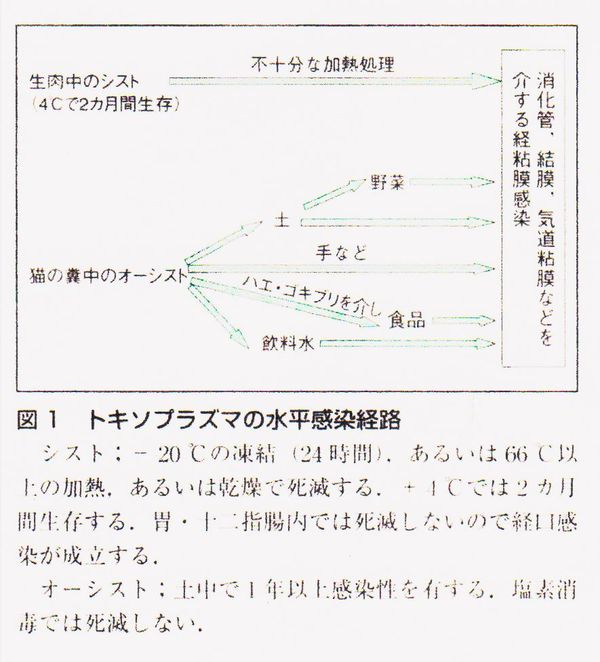 産科医療のこれから トキソプラズマ母子感染のスクリーニング異常についてo O